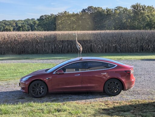 Tall boi (Blue Heron) standing on top of my car. 
